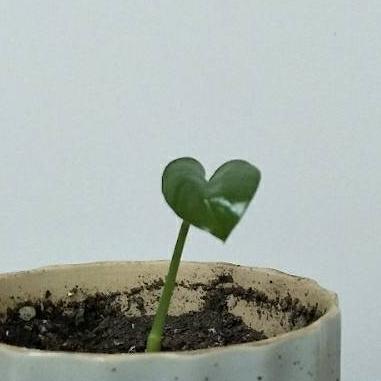 晓·的图像