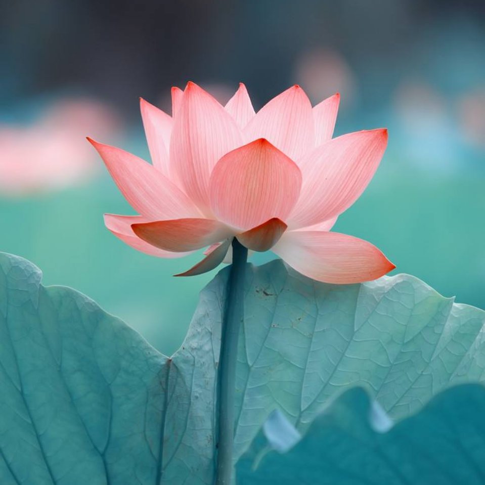 李程清的图像